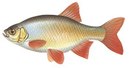 Простоквашино - иконка «рыбалка» в Светлом Яре